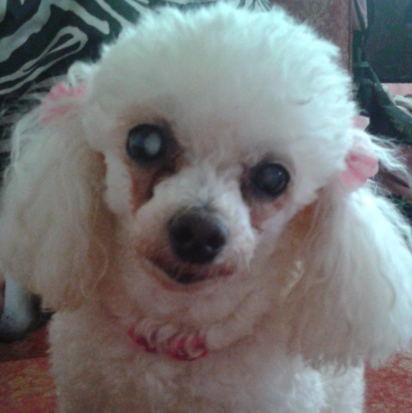 Meet your Posher, Sueli - Picture 4 of 5